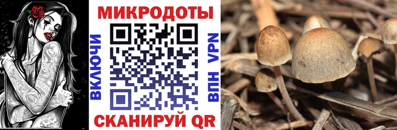 Купить  Сольцы  Галлюциногенные грибы прущие грибы 